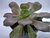 SUCULENTA AEONIUM ARBOREUM POTE 11