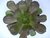 SUCULENTA AEONIUM ARBOREUM POTE 11 - comprar online