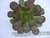 SUCULENTA AEONIUM ARBOREUM POTE 11 na internet