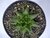 SUCULENTA HAWORTHIA MARUMIAMA POTE 11 - comprar online