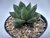 SUCULENTA HAWORTHIA CUSPIDATA POTE 11