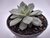 SUCULENTA ECHEVERIA VANBREEN POTE 11