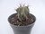 CACTO ASTROPHYTUM ORNATUM POTE 7