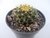 CACTO MAMMILLARIA MARKSIANA POTE 7