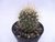 CACTO MAMMILLARIA GUERRERONIS POTE 7