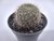 CACTO REBUTIA LILACINCOROBAN POTE 7 - comprar online