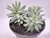 SUCULENTA SEDUM NICAEENSE POTE 11 - comprar online