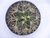 CACTO FEROCACTUS GLAUCESCENS POTE 11 - comprar online