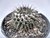 CACTO MAMMILLARIA AMAJACENSIS POTE 11