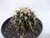 CACTO ECHINOCACTUS GRUSONII "POLTRONA DE SOGRA" POTE 11 - comprar online