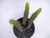 SUCULENTA EUPHORBIA BAIOENSIS POTE 11 - comprar online