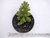 SUCULENTA MONADENIUM GUENTHERII POTE 11 na internet