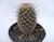 CACTO MAMMILLARIA TENANGO DELL VALLE POTE 11