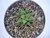 SUCULENTA HAWORTHIA FASCIATA BROWNIANA POTE 11 - comprar online