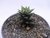 SUCULENTA HAWORTHIA FASCIATA BROWNIANA POTE 11