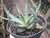 SUCULENTA ALOE HUMILIS VAR. ECHINATUM POTE 11