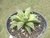 SUCULENTA HAWORTHIA RETUSA MULTILINEATA POTE 11 na internet