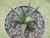 SUCULENTA HAWORTHIA LIMIFOLIA VAR. ARCANA POTE 11