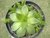 SUCULENTA HAWORTHIA CYMBIFORMIS POTE 11 - comprar online