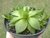 SUCULENTA HAWORTHIA CYMBIFORMIS POTE 11