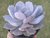 SUCULENTA ECHEVERIA MOONDUST POTE 11 na internet