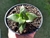 SUCULENTA CRASSULA SPRINGTIME POTE 11 - comprar online