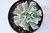 SUCULENTA ECHEVERIA TOPSY TURVY POTE 11 - comprar online