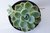 SUCULENTA ECHEVERIA WHITE GILVA POTE 11 na internet