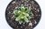 SUCULENTA HAWORTHIA REINWARDTII POTE 11 na internet