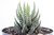 SUCULENTA HAWORTHIA REINWARDTII POTE 11 - comprar online