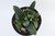 SUCULENTA GASTERIA CROUCHERII POTE 11 - comprar online