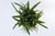 SUCULENTA ALWORTHIA BLACK GEM POTE 11 - comprar online