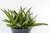 SUCULENTA ALWORTHIA BLACK GEM POTE 11