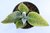 SUCULENTA KALANCHOE GASTONIS BONNIERI POTE 11 - comprar online