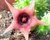 SUCULENTA HUERNIA ECHIDNOPSIOIDES POTE 11 - comprar online