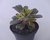 SUCULENTA AEONIUM KIWI POTE 11 - comprar online