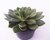 SUCULENTA ECHEVERIA MIRA POTE 11 - comprar online