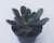 SUCULENTA ECHEVERIA BLUE PRINCE POTE 11 - comprar online