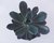 SUCULENTA ECHEVERIA BLUE PRINCE POTE 11 na internet