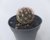 CACTO CORYPHANTHA RADIANS POTE 7 - comprar online