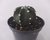 CACTO ECHINOPSIS SUBDENUDATA LUA POTE 11 - comprar online