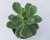 SUCULENTA ECHEVERIA LAWRENCE POTE 11 - comprar online