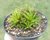 SUCULENTA HAWORTHIA CLORACANTHA DENTICULIFERA POTE 11