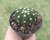 CACTO ECHINOPSIS SUBDENUDATA LUA POTE 7 na internet