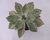 SUCULENTA GRAPTOVERIA DOUGLAS HUTH POTE 11 na internet