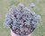 SUCULENTA SEDUM SPANICUM BLUE POTE 11