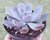 SUCULENTA ECHEVERIA HERCULES POTE 11 na internet