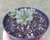 SUCULENTA SEMPERVIVUM ARCHIVES POTE 11 - loja online