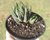 SUCULENTA HAWORTHIA REINWARDTII POTE 11