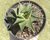 SUCULENTA HAWORTHIA LIMIFOLIA VAR. SPIRALIS POTE 11 na internet